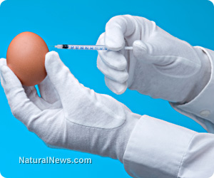 GMO-Egg-Science-Needle-Inject