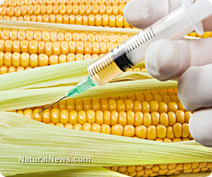 Syringe-Corn-GMO