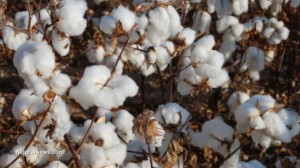 Cotton-Plant-Field-Crop-GMO