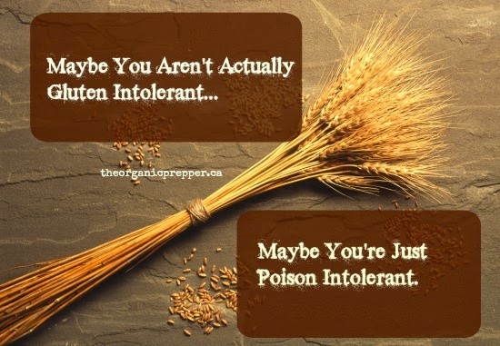 Maybe-You-Are-Not-Gluten-Intolerant.-Maybe-You-Are-Poison-Intolerant.