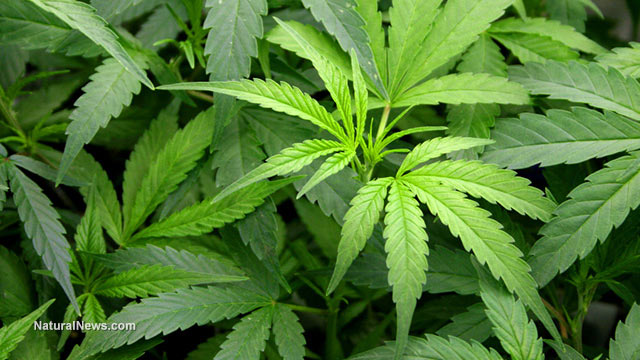 Leaves-Plant-Marijuana-Drug-Crop