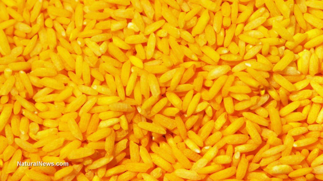 Golden-Rice