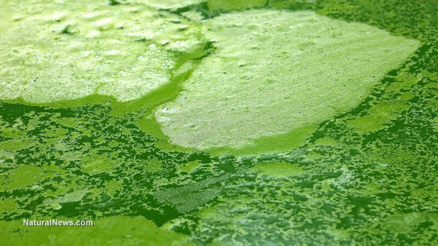 Green-Algae-Water
