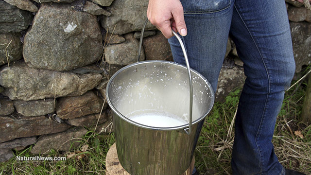 Fresh-Milk-In-A-Bucket