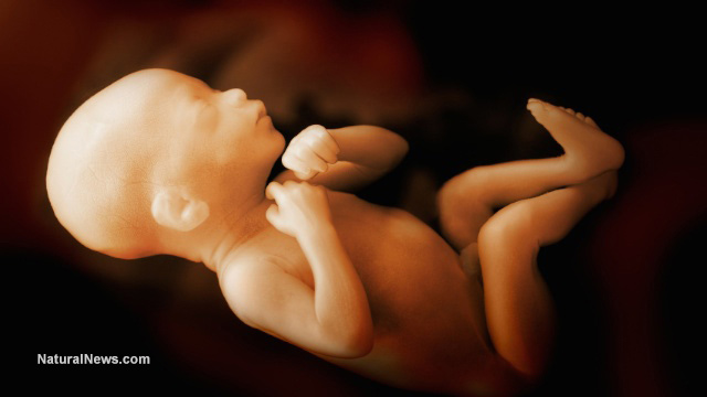 Unborn-Baby-Fetus-Womb