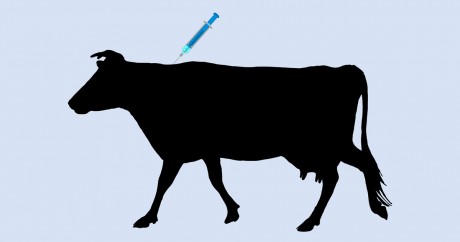 cow-injection-fb-460x242