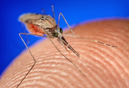 mosquito-
