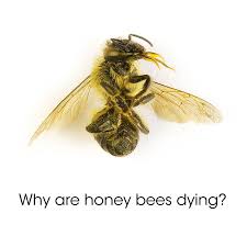 dying bees