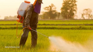 Farmer-Spraying-Pesticide-Crops-Rice