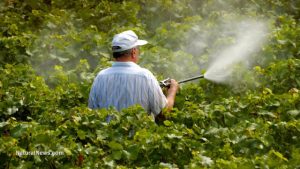 watering-pesticide