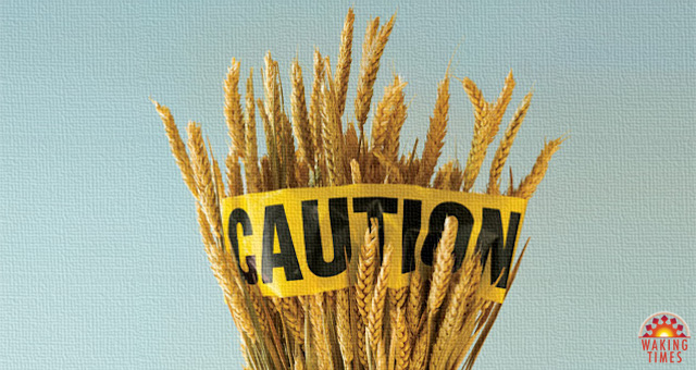 wheat-caution-1