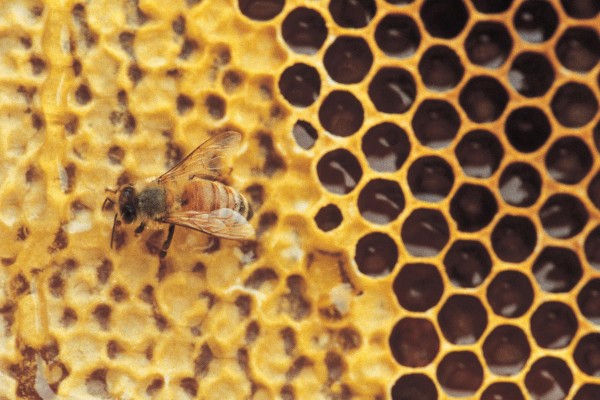 Bee-On-Honeycomb-e1482242704853