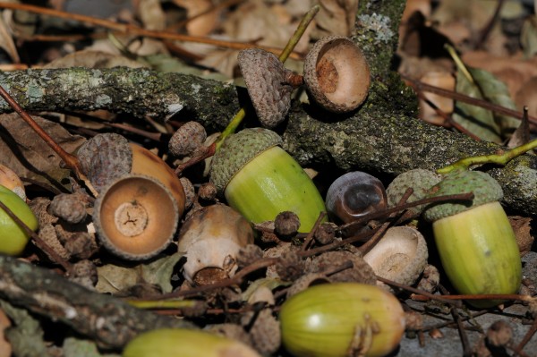 acorns-600x399