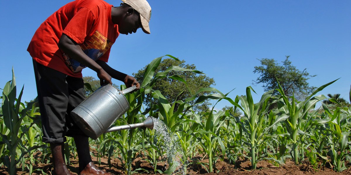 African_Farmer_watering_maize_1200x600
