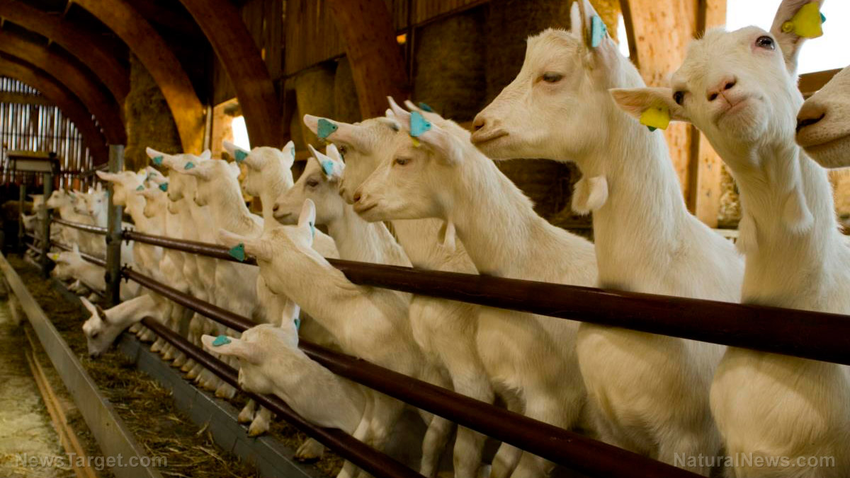 White-Goats-Farm-Livestock