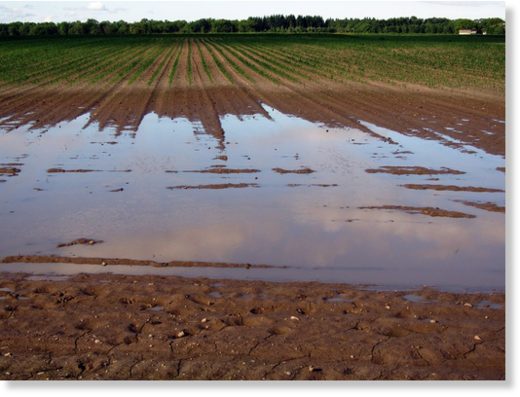 Wet_Field_Public_Domain